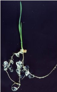 grass showing colonisation of p4 by roots